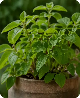 Manjuba Caps  Ingredient6