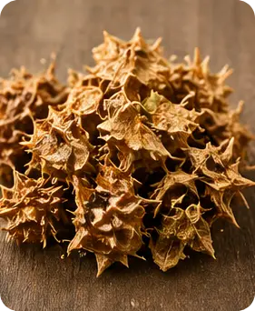 Manjuba Caps  Ingredient8